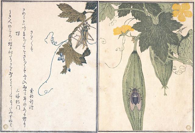 Semi Insect Japan 1890s • Selling Insect Musicians | OLD PHOTOS of JAPAN