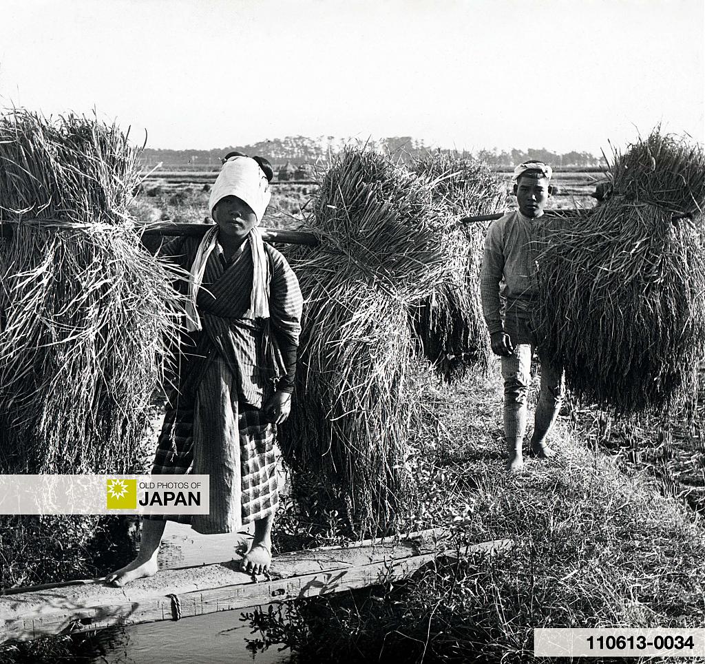 110613-0034 - Japanese Farmers Harvesting Rice, 1900s