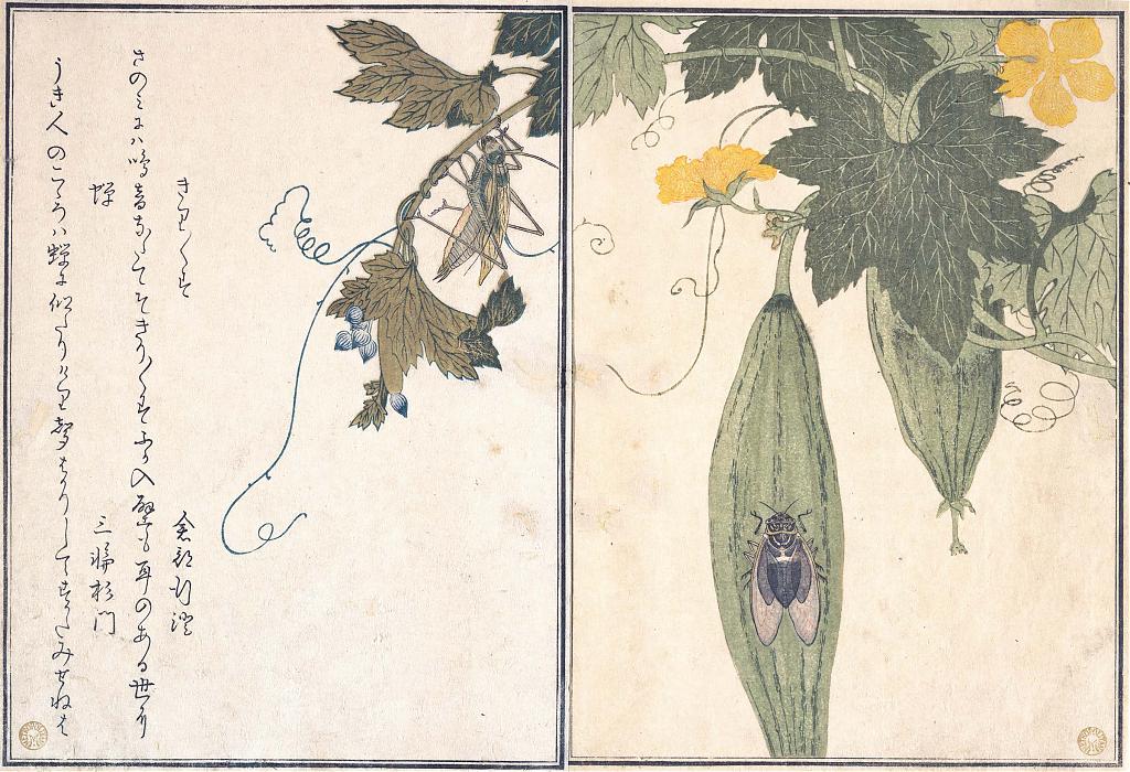 Kirigirisu and semi from the Picture Book of Crawling Creatures, 1788