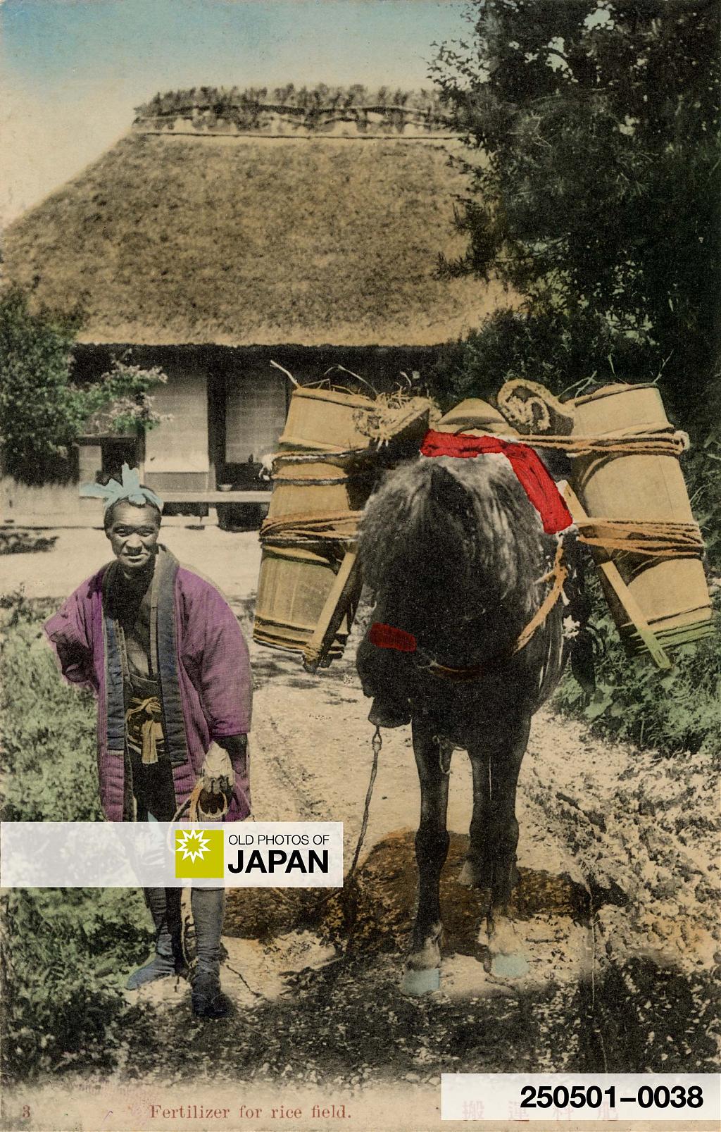 A Japanese farmer leads a horse with buckets  of night soil used as fertilizer on rice fields, 1910s