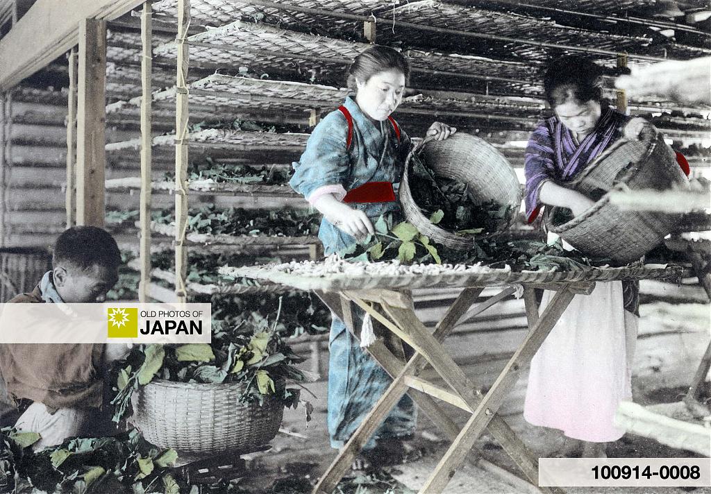 Japanese farm workers feeding silkworms with mulberry leaves, 1910s