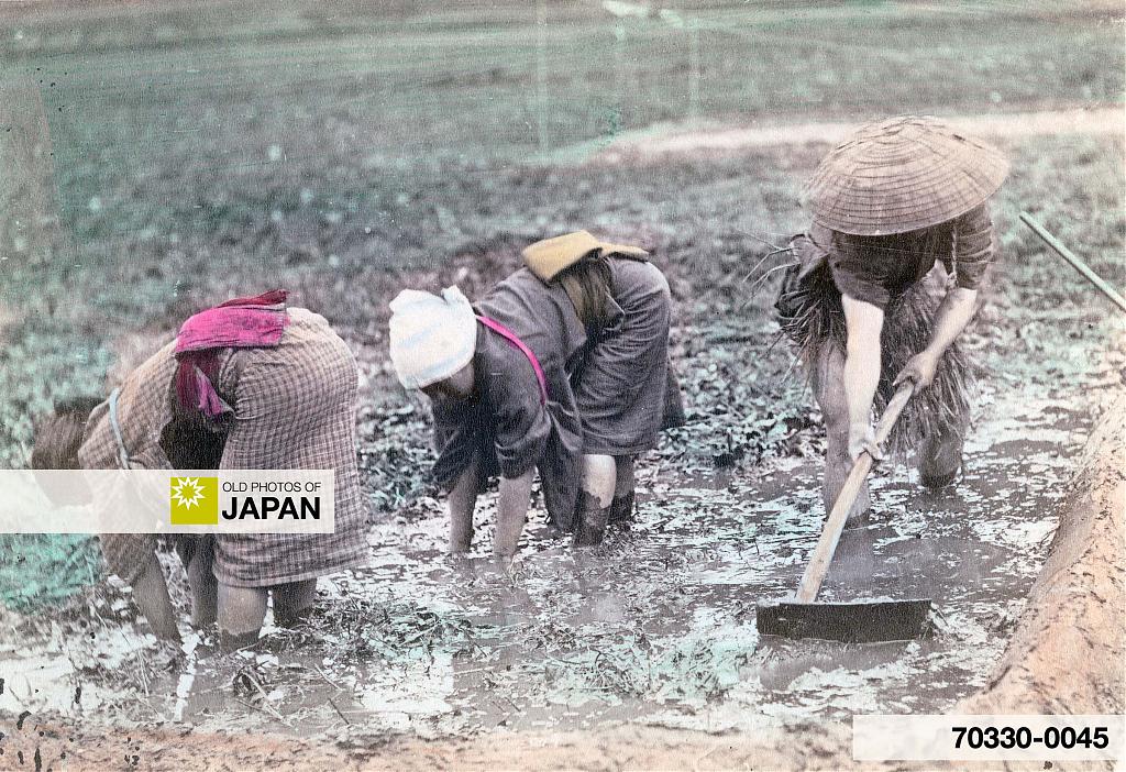 Japanese farmers working in a rice paddy, ca. 1890s