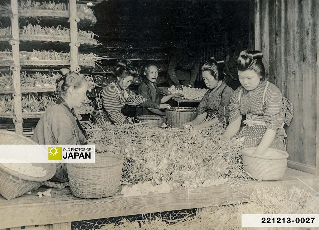 Japanese selecting cocoons, 1910s
