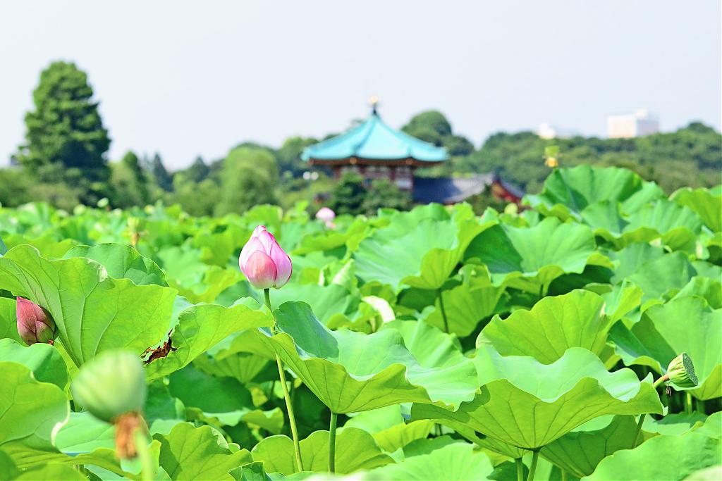 Lotus flowers at Shinobazu Pond at Ueno Park, 2014