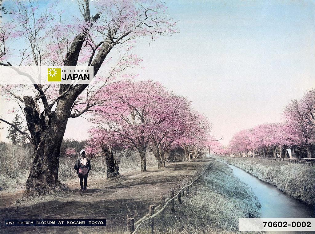 70602-0002 - Cherry Blossom at Koganei