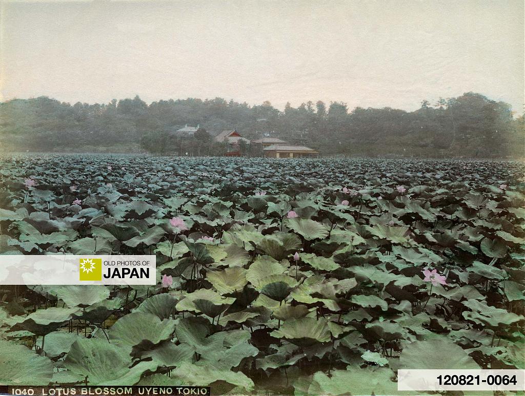 120821-0064 - Shinobazu Pond in Ueno Park, Tokyo