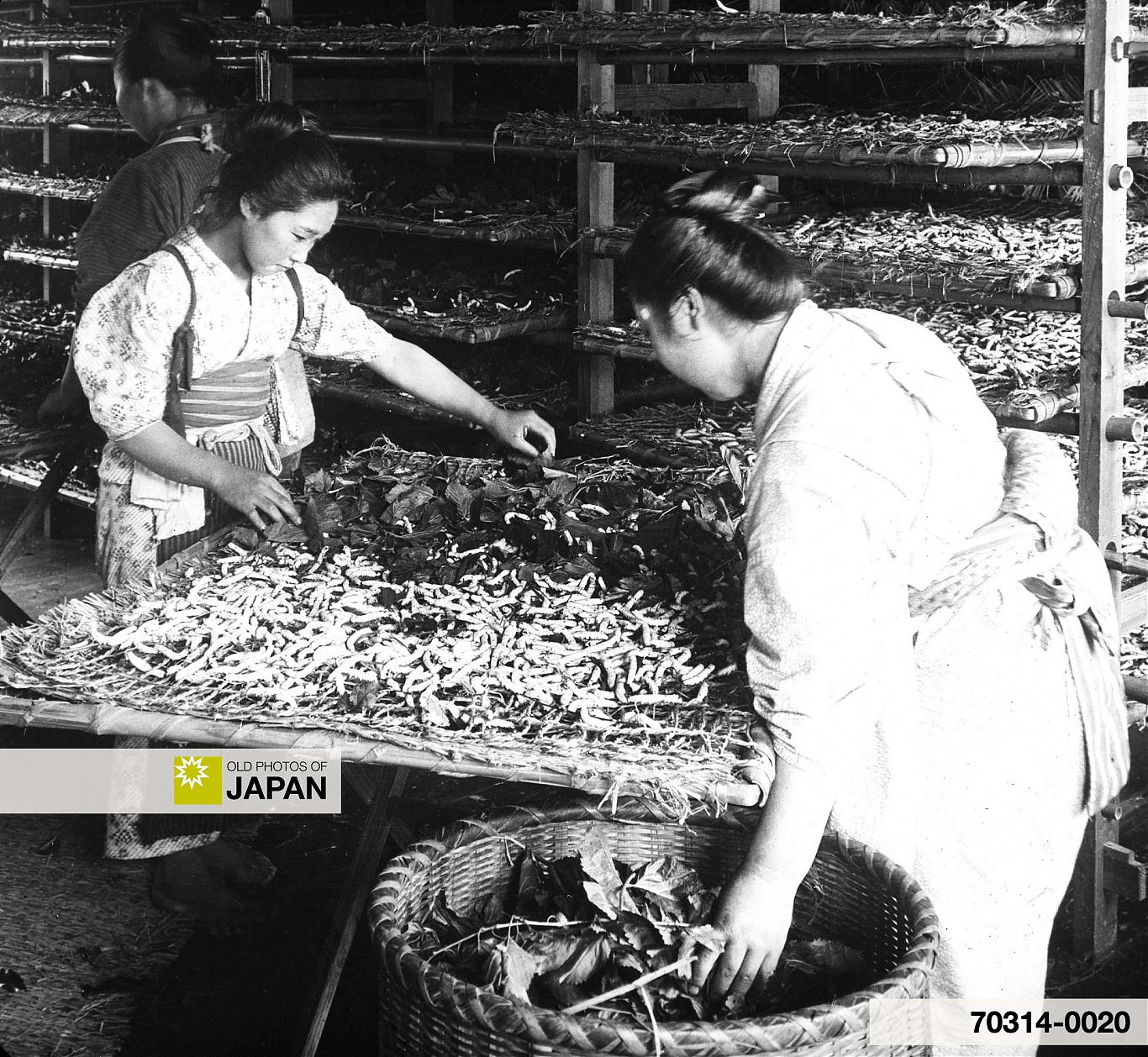 70314-0020 - Two Japanese women feeding silkworms, 1900s