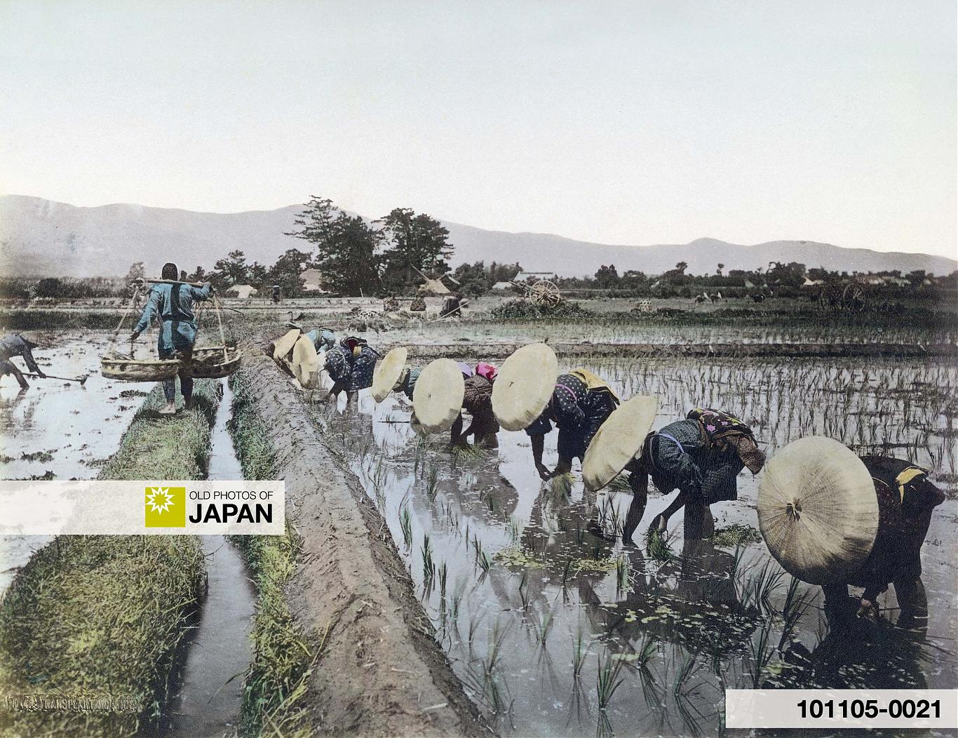 Hand colored albumen print by Reiji Esaki of Japanese women transplanting rice seedlings, ca. 1890s