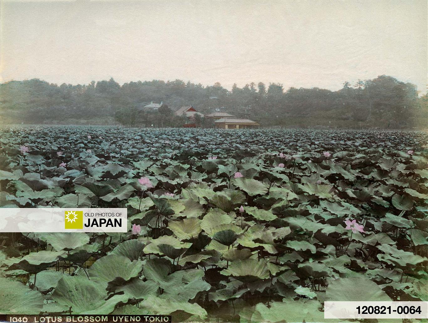 Shinobazu Pond in Ueno Park, Tokyo, 1890s
