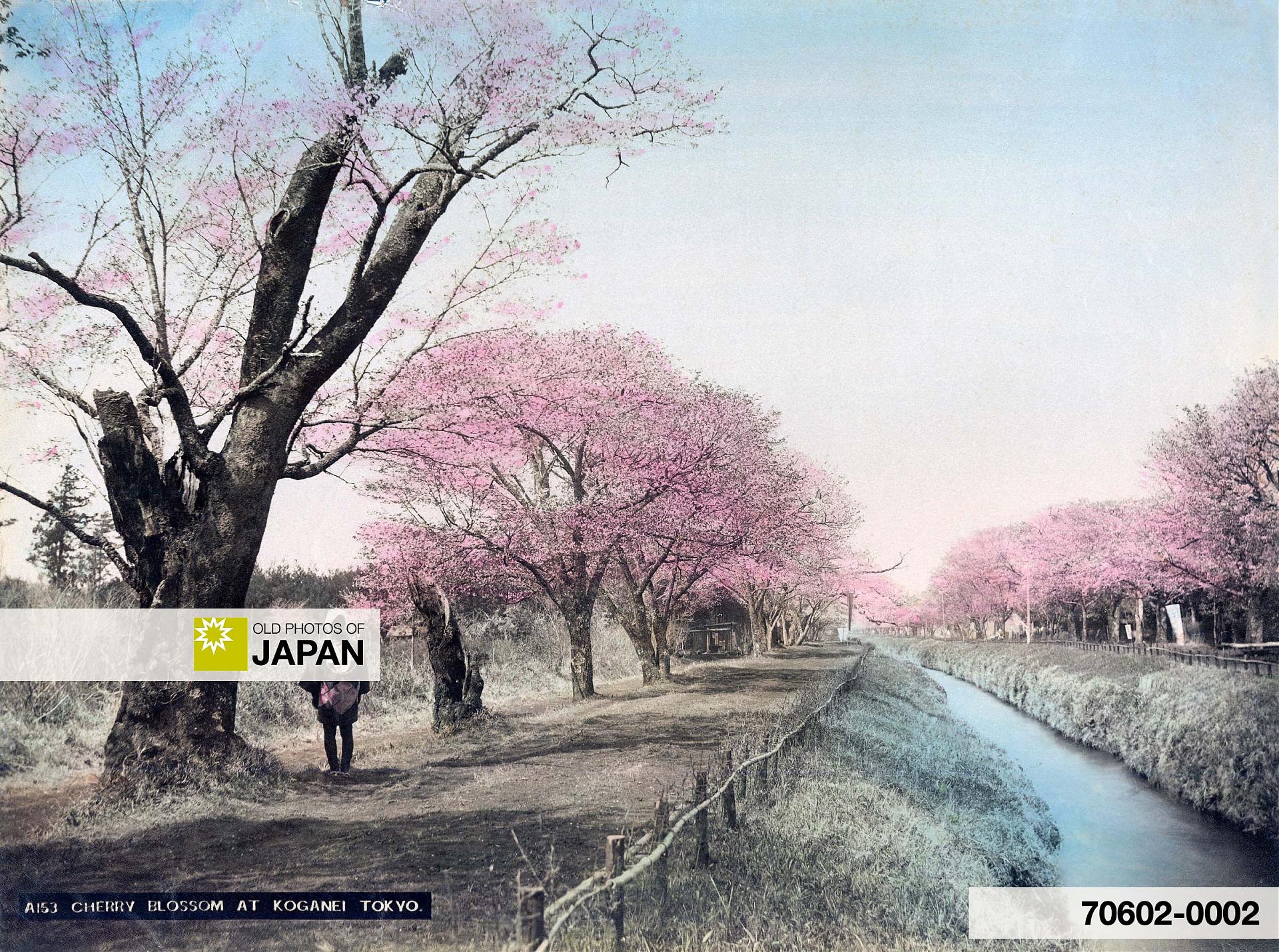 Tokyo 1890s • Koganei
