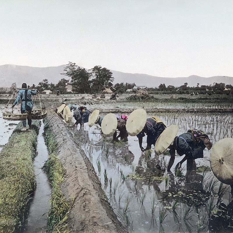 Hand colored albumen print by Reiji Esaki of Japanese women transplanting rice seedlings, ca. 1890s