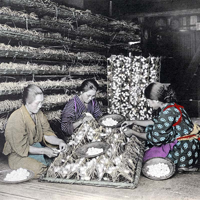 Japanese farm women harvesting silk cocoons, 1920s