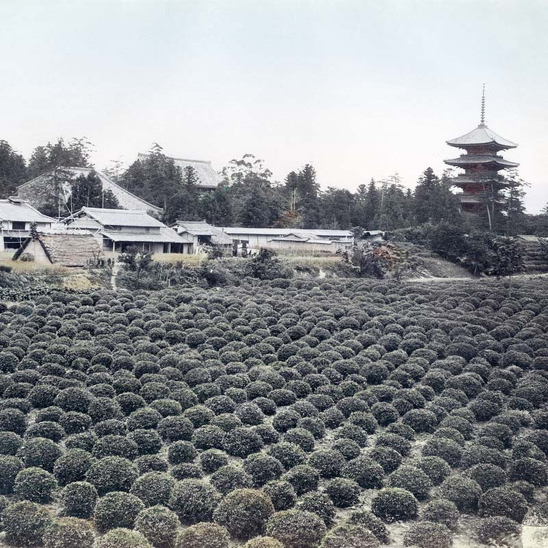 80115-0008 - Tea Plantation and Toji Pagoda, Kyoto, 1890s